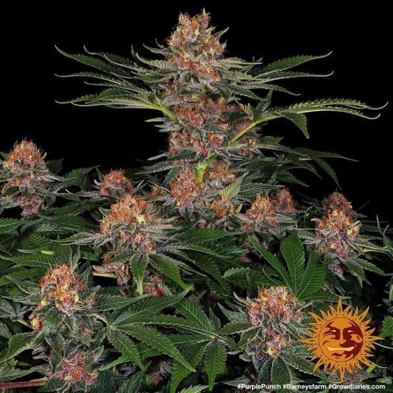 Barneys - Purple Punch Auto - 3 seeds