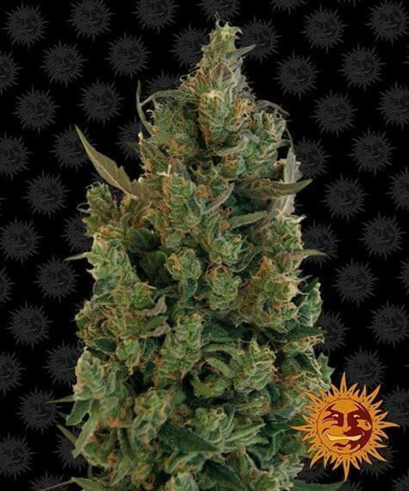 Barneys - Blueberry Chesse - 3 seeds