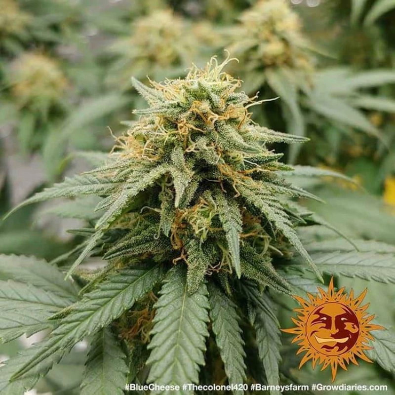 Barneys - Blueberry Chesse - 3 seeds