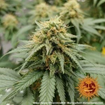 Barneys - Blueberry Chesse - 3 seeds