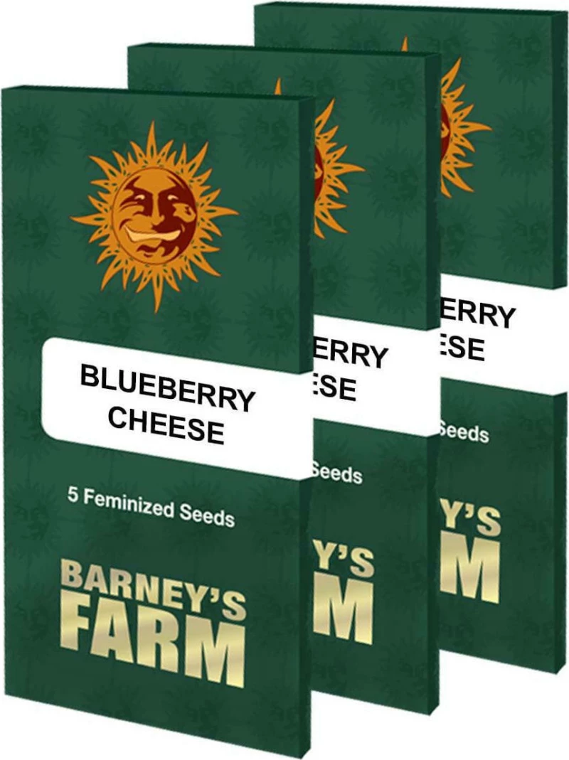 Barneys - Blueberry Chesse - 3 seeds