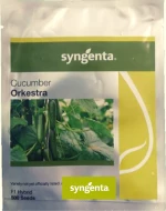 Syngenta Αγγούρι Orkestra | 500 σπόροι