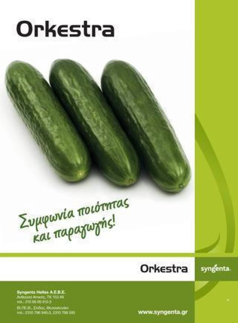Syngenta Αγγούρι Orkestra | 500 σπόροι