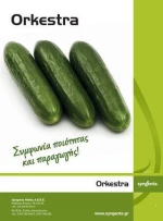 Syngenta Αγγούρι Orkestra | 500 σπόροι