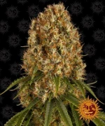 Barneys - Orange Sherbert - 5 seeds