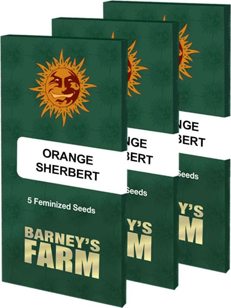 Barneys - Orange Sherbert - 5 seeds