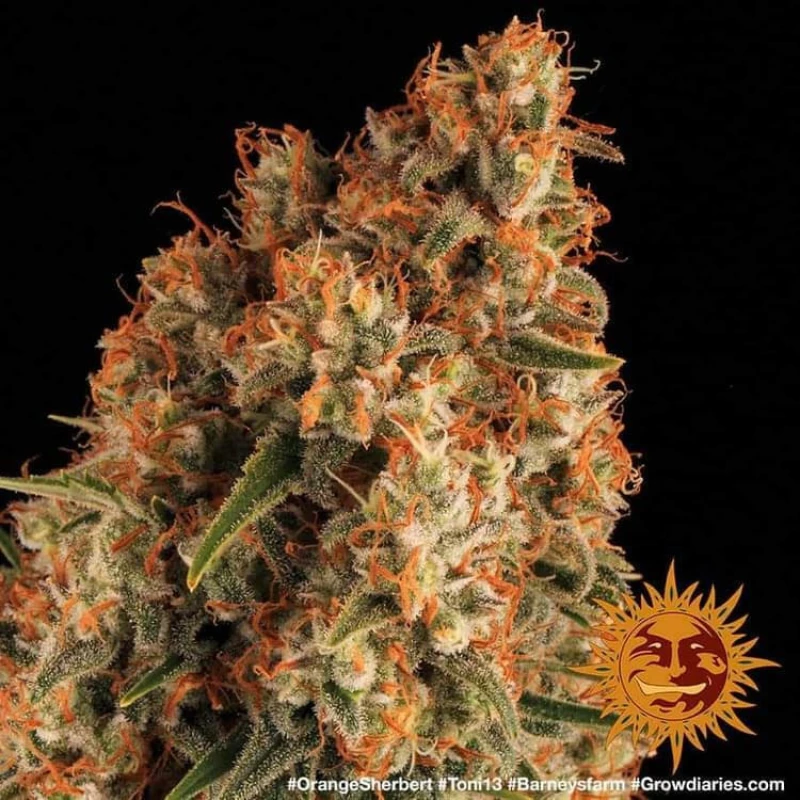 Barneys - Orange Sherbert - 5 seeds