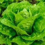 ΜΑΡΟΥΛΙ BACIO 1 Κ.5.000 ΣΠΟΡΟΙ