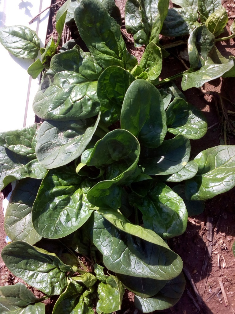 Σπανάκι Sakata Icarus 50.000 seeds