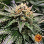 Barneys Farm - Amnesia Lemon - 3 seeds