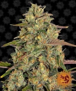 Barneys Farm - Amnesia Lemon - 3 seeds