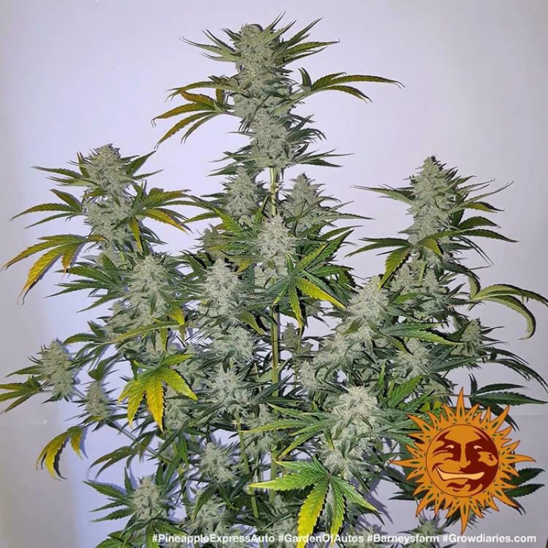 Barneys - Pineapple Express Auto - 3 seeds
