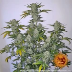 Barneys - Pineapple Express Auto - 3 seeds