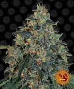 Barneys - Blueberry OG - 3 seeds