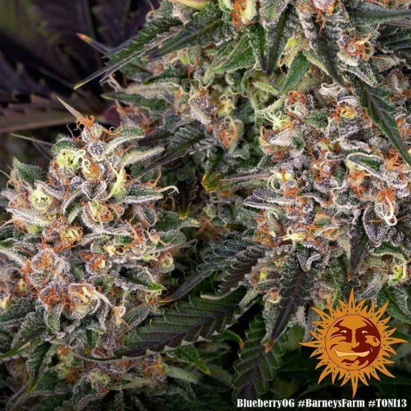 Barneys - Blueberry OG - 3 seeds