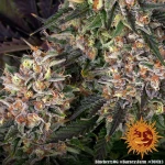 Barneys - Blueberry OG - 3 seeds