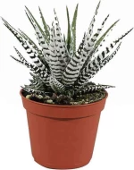 Airplants Χαβόρθια Alba 001147