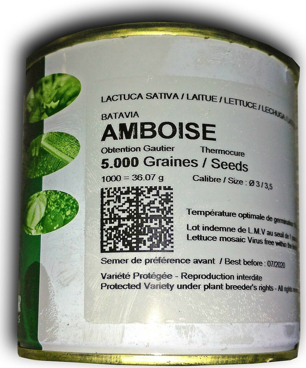 Σπόροι Μαρούλι Amboise 5000 σπόρων