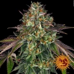 Barneys - Wedding Cake - 3 seeds