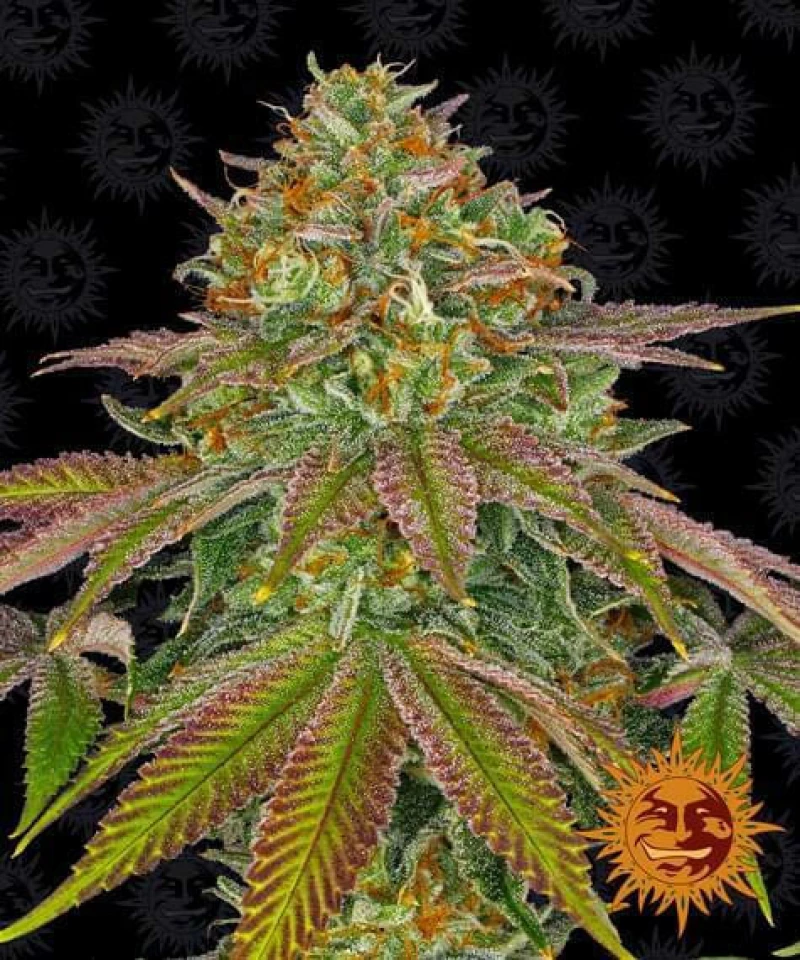 Barneys - Wedding Cake - 3 seeds