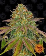 Barneys - Wedding Cake - 3 seeds
