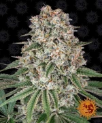 Barneys - Tropicanna Banana - 1 seed