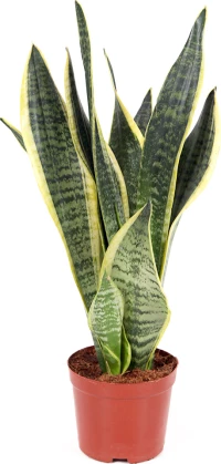 Σανσιβέρια, η γλώσσα της πεθεράς Υ:70cm, Ø16cm