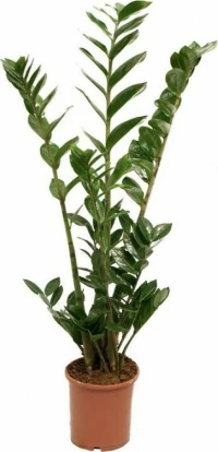 Zάμια Zamioculcas Zamiifolia Φ10x70cm ΑΝΘ001