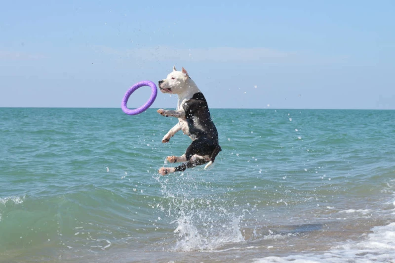 Puller Παιχνίδι Σκύλου Frisbee 28cm 2τμχ