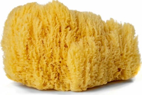Φυσικό Σφουγγάρι Θαλάσσης Νο6